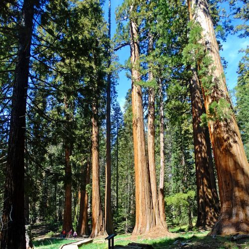 Big Trees Trail