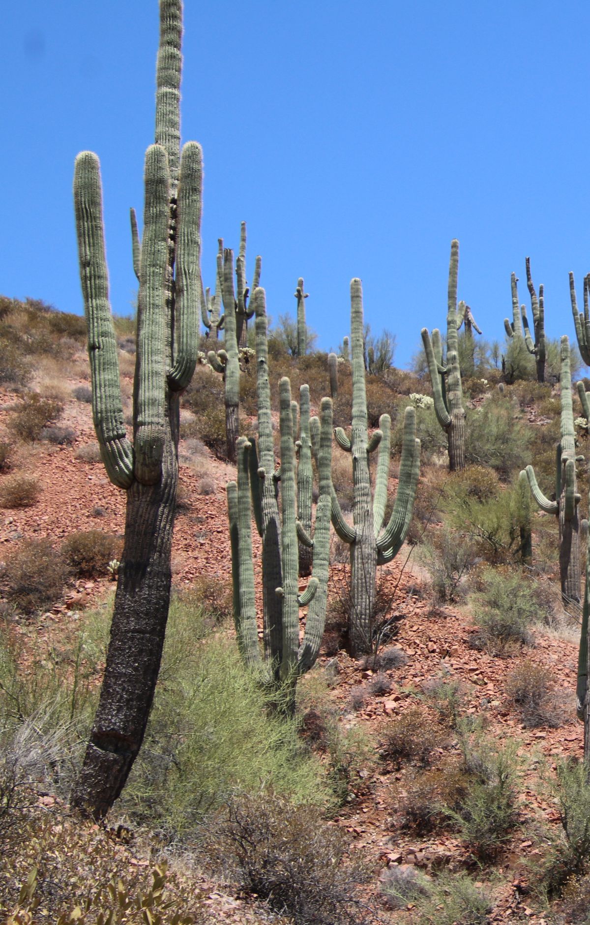 Saguaro Entry Fee, Time Zone and Navigation, Saguaro National Park