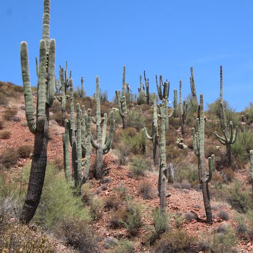 Cactus Forest Trail