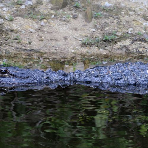Gator Park