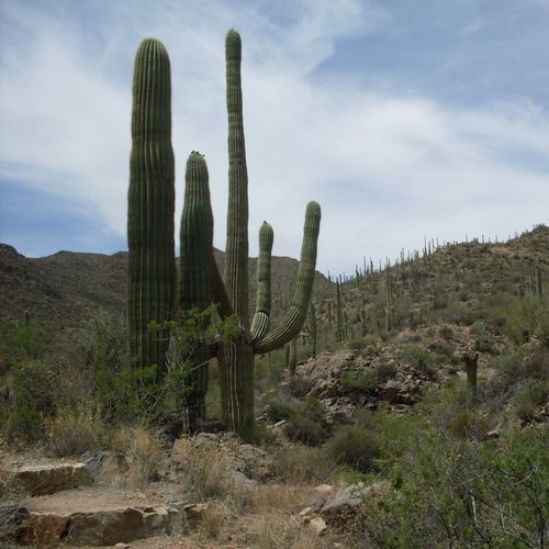 Sweetwater Trail
