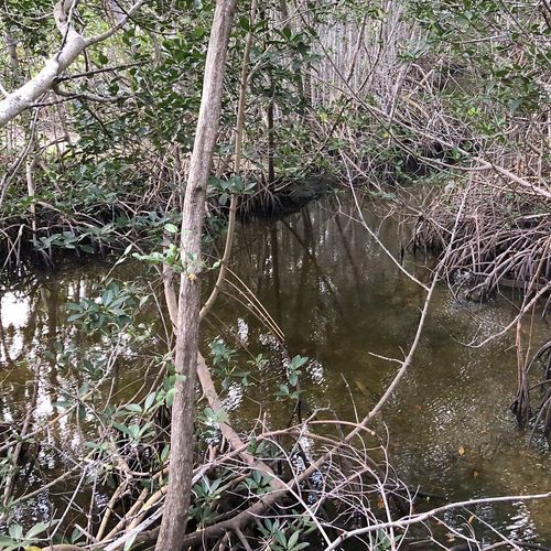 Black Creek Trail