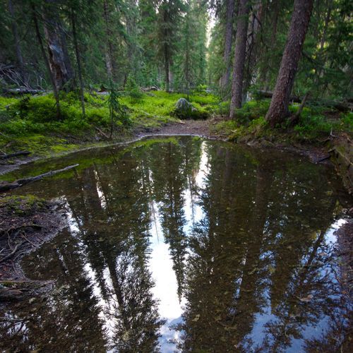 Tonahutu Creek Trail