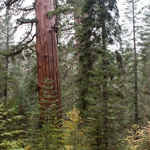 Viewpoint for Giant Sequoias