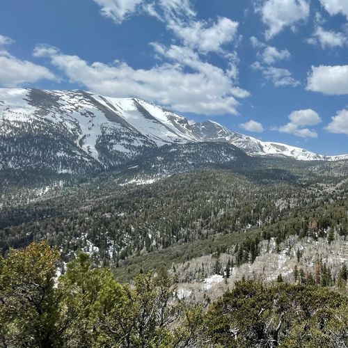 Meadow Views
