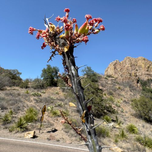 Chisos Mountains Tree Zone