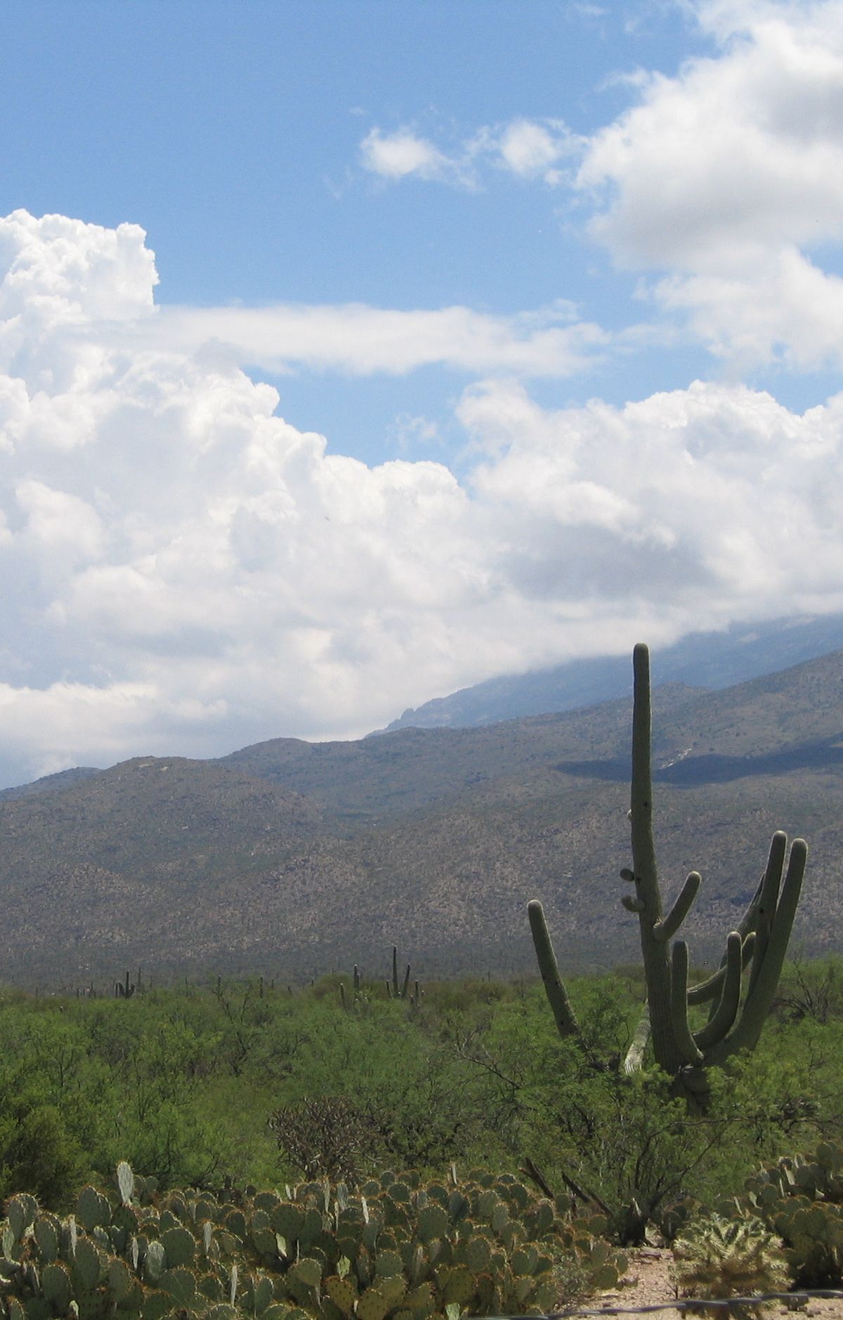 From Desert Floor to Oak-Juniper Woodland, Saguaro National Park