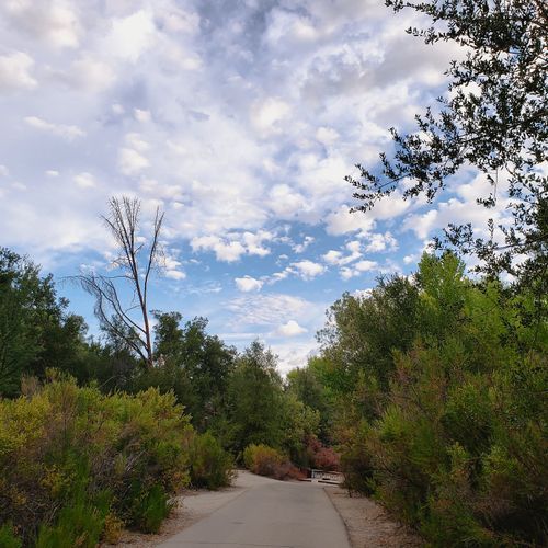 Bench Trail