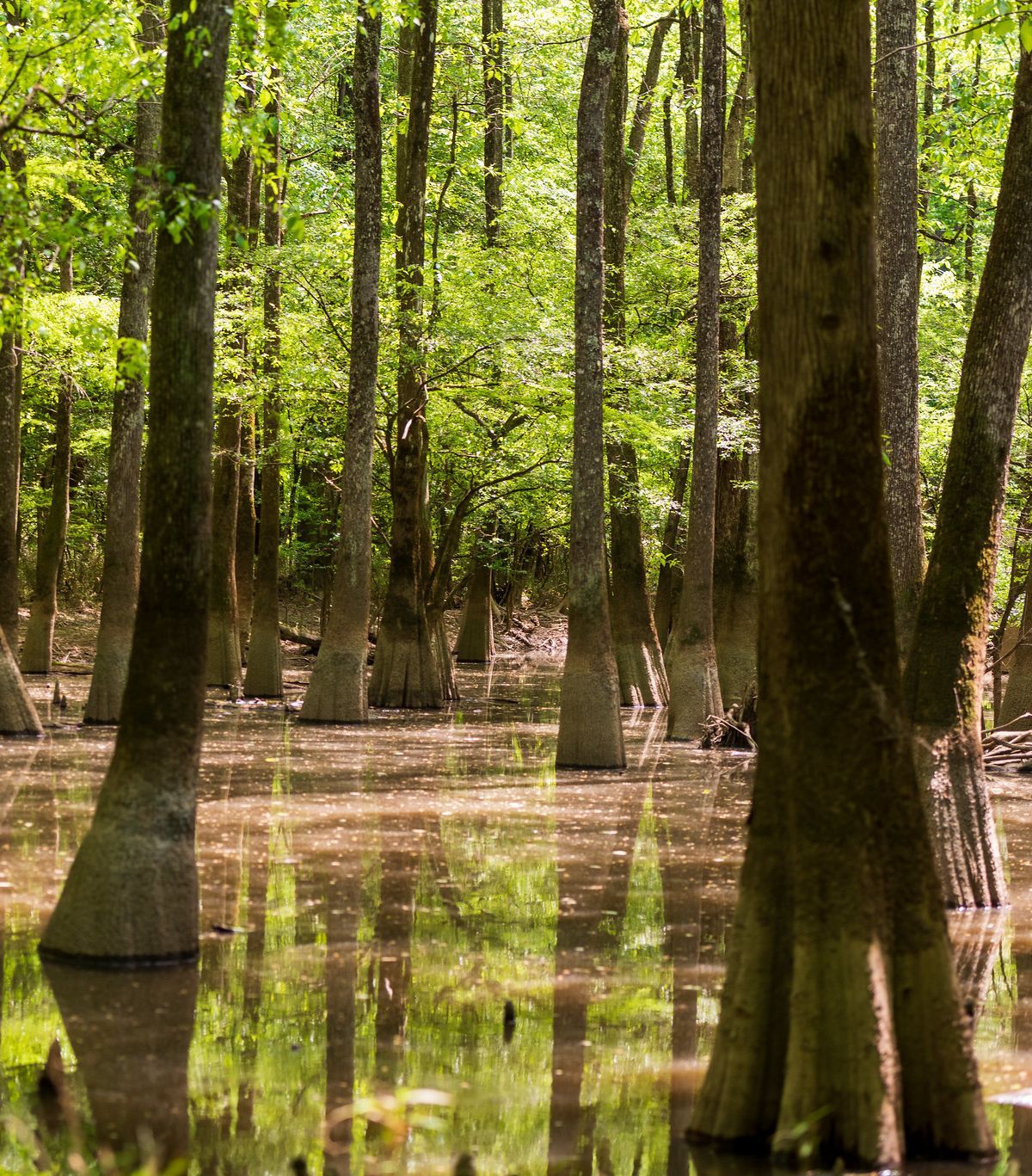 Not a Swamp: How Floods Feed Congaree, Congaree National Park