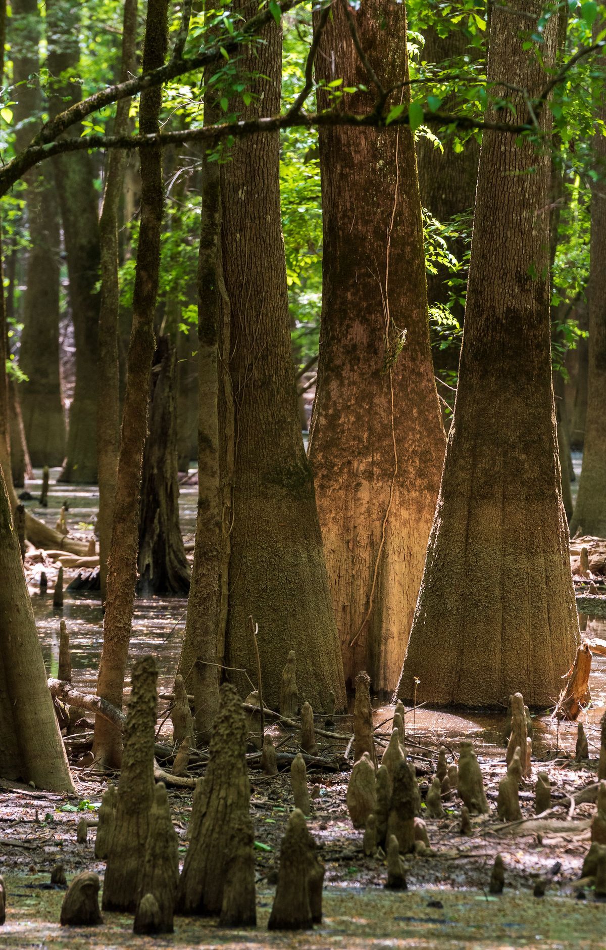Kingsnake Trail, Congaree National Park