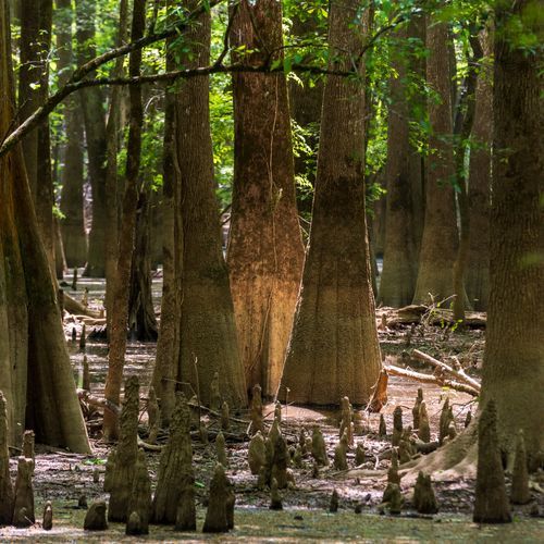 Kingsnake Trail