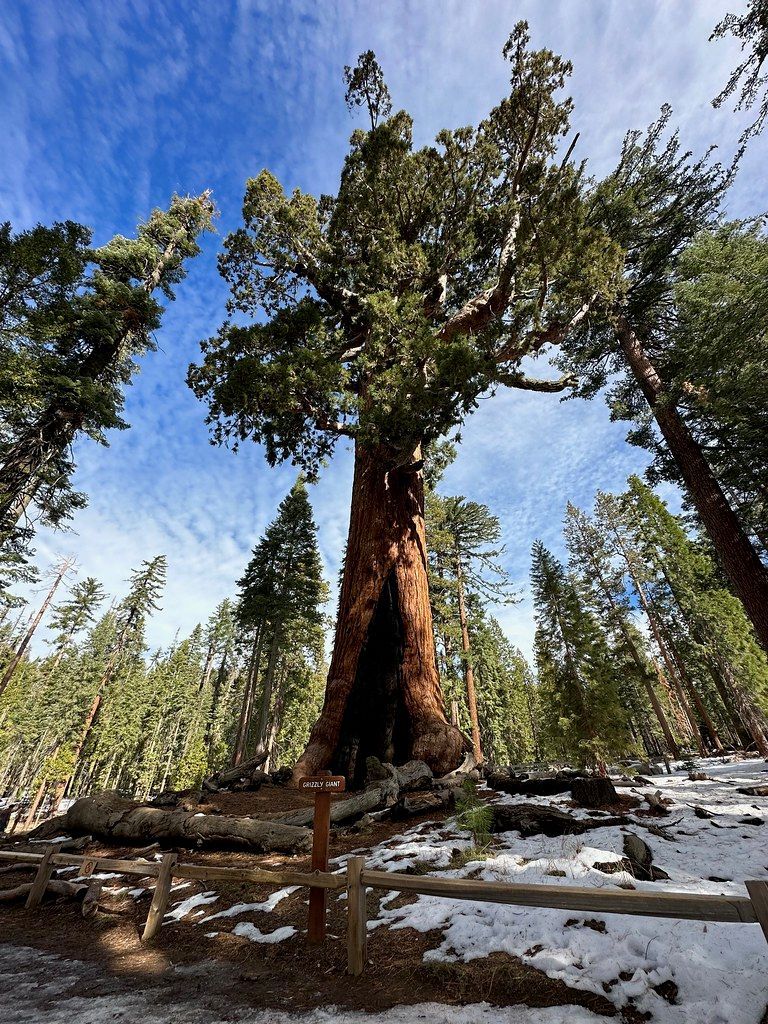 Mariposa Grove's Giant Sequoias, Yosemite National Park