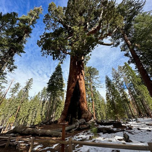 Grizzly Giant Loop Trail