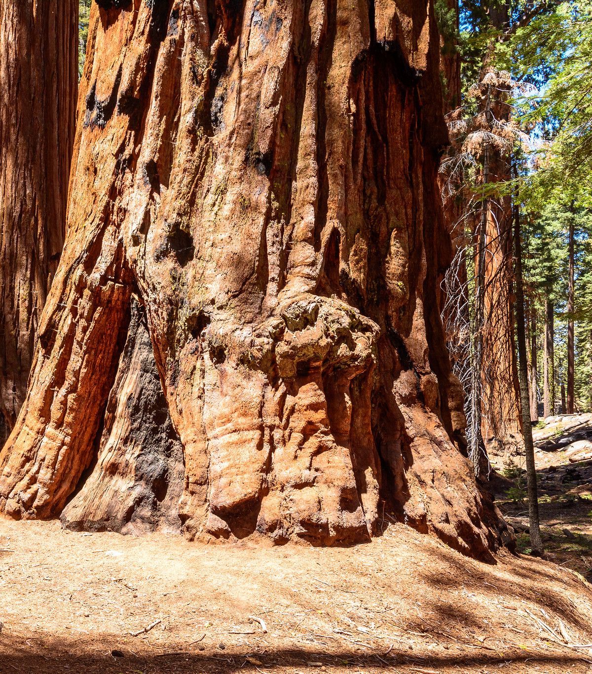 Loggers, Sheepherders and Saving the Sequoias, Sequoia & Kings Canyon National Parks