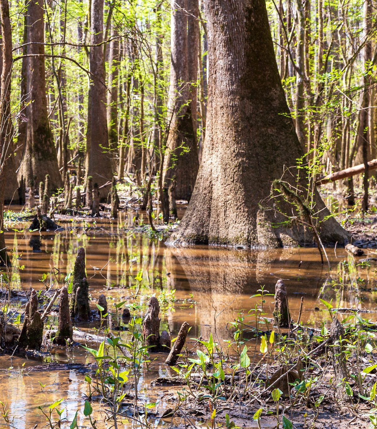 Longleaf, Bluff and Backcountry Camping Permits, Congaree National Park