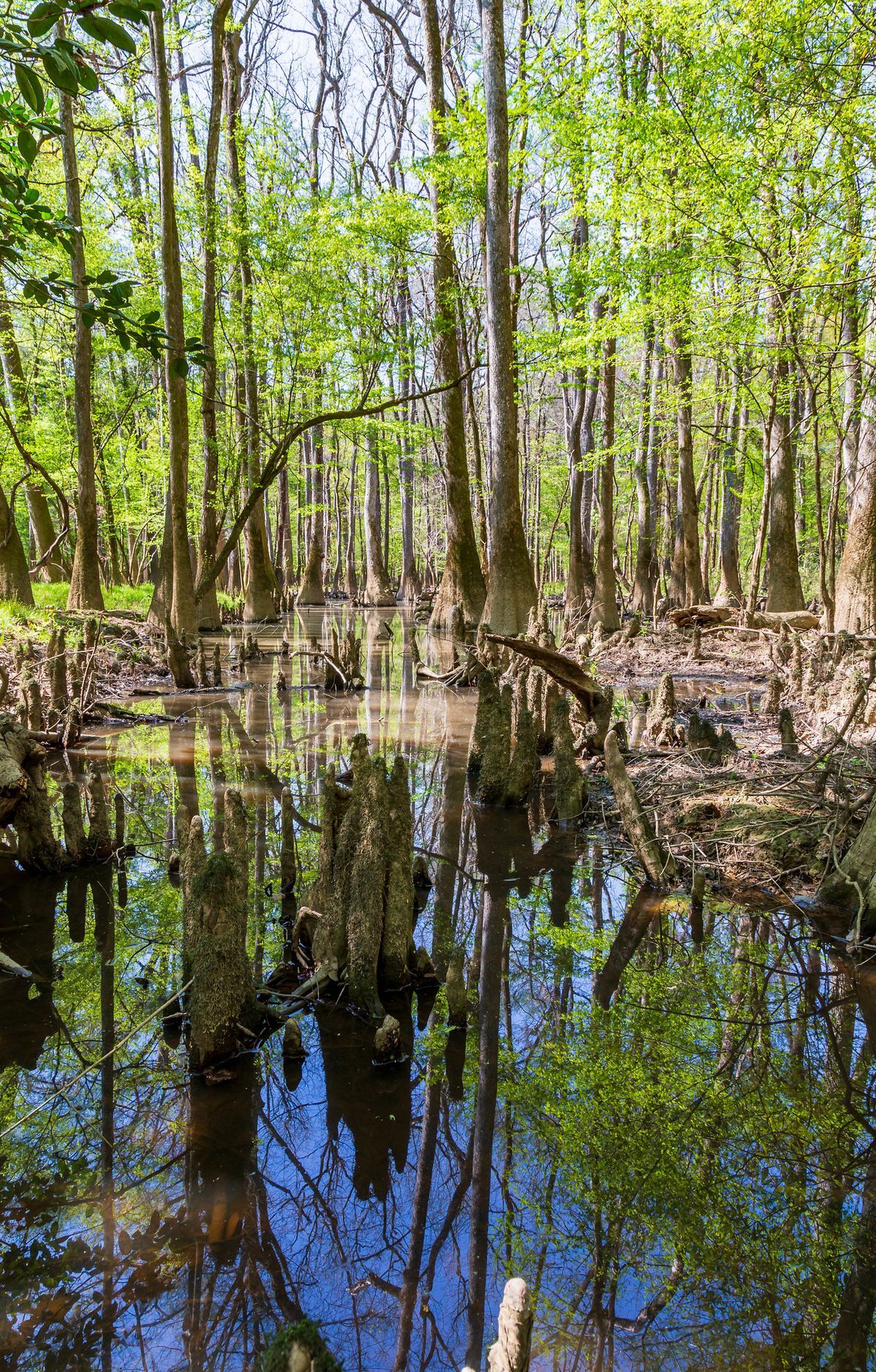 Fishing Rules on Congaree's Rivers and Lakes, Congaree National Park