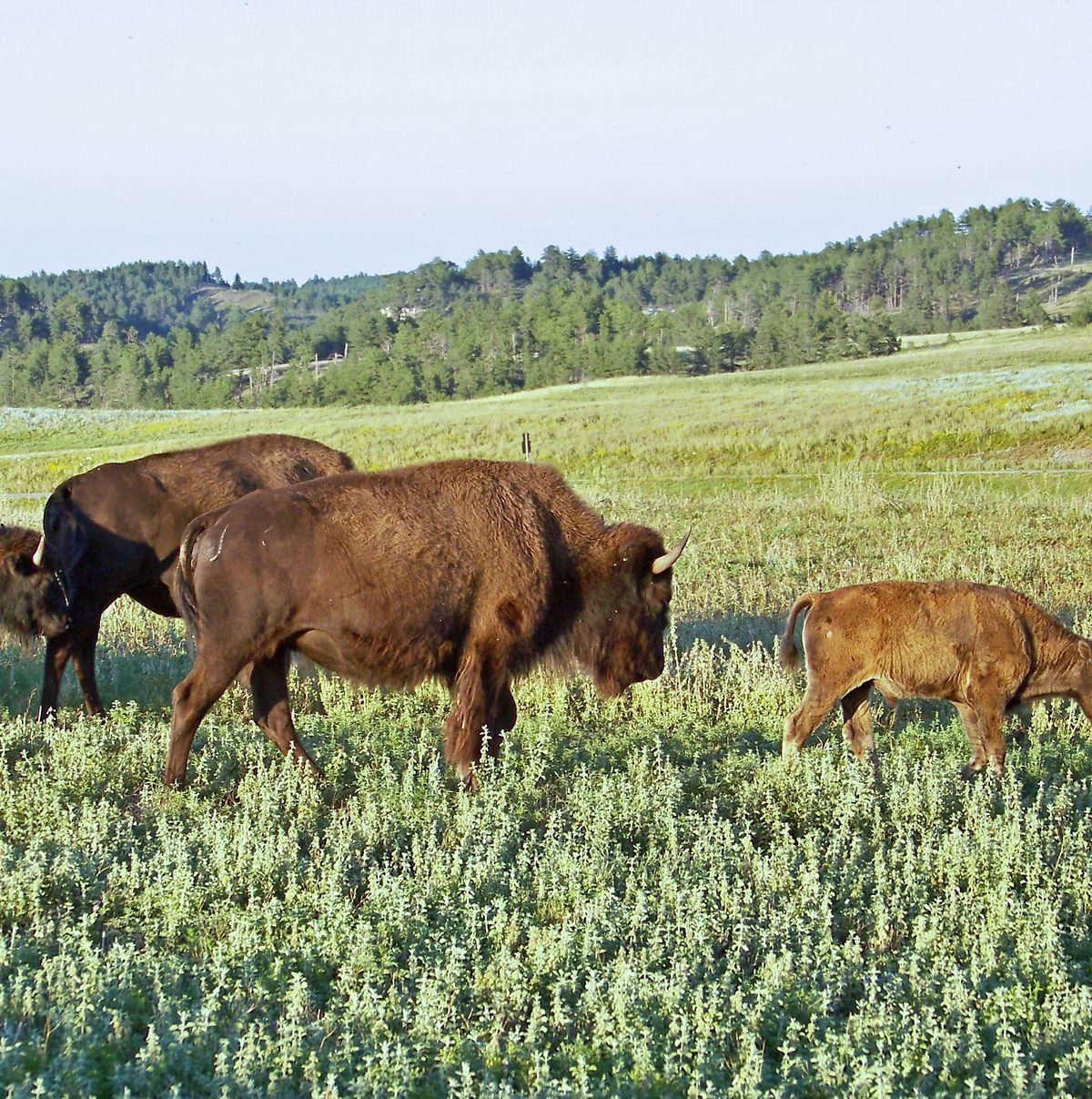 Steady Cave, Changing Prairie: When to Visit, Wind Cave National Park