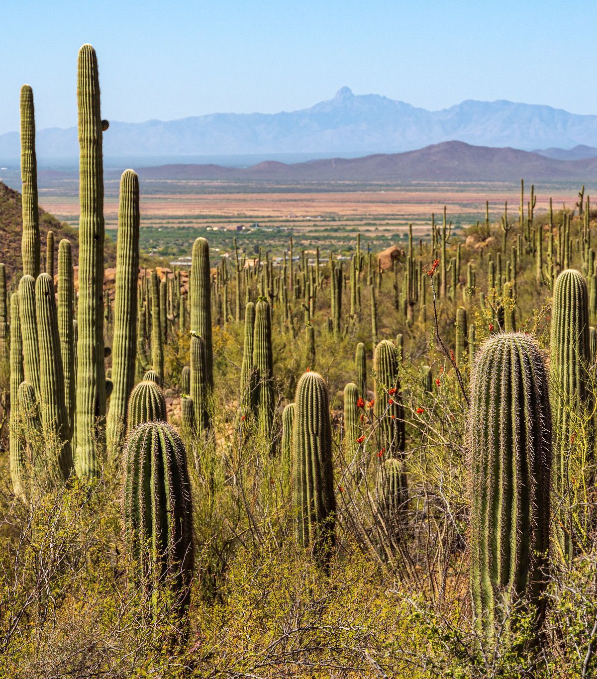 Valley View Trail, Saguaro National Park