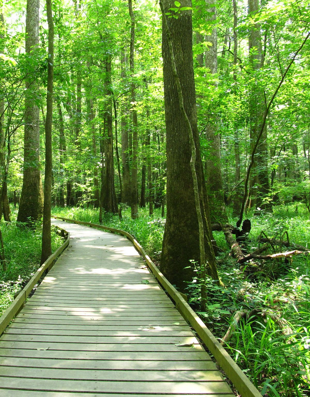 Birding Congaree's Important Bird Area, Congaree National Park
