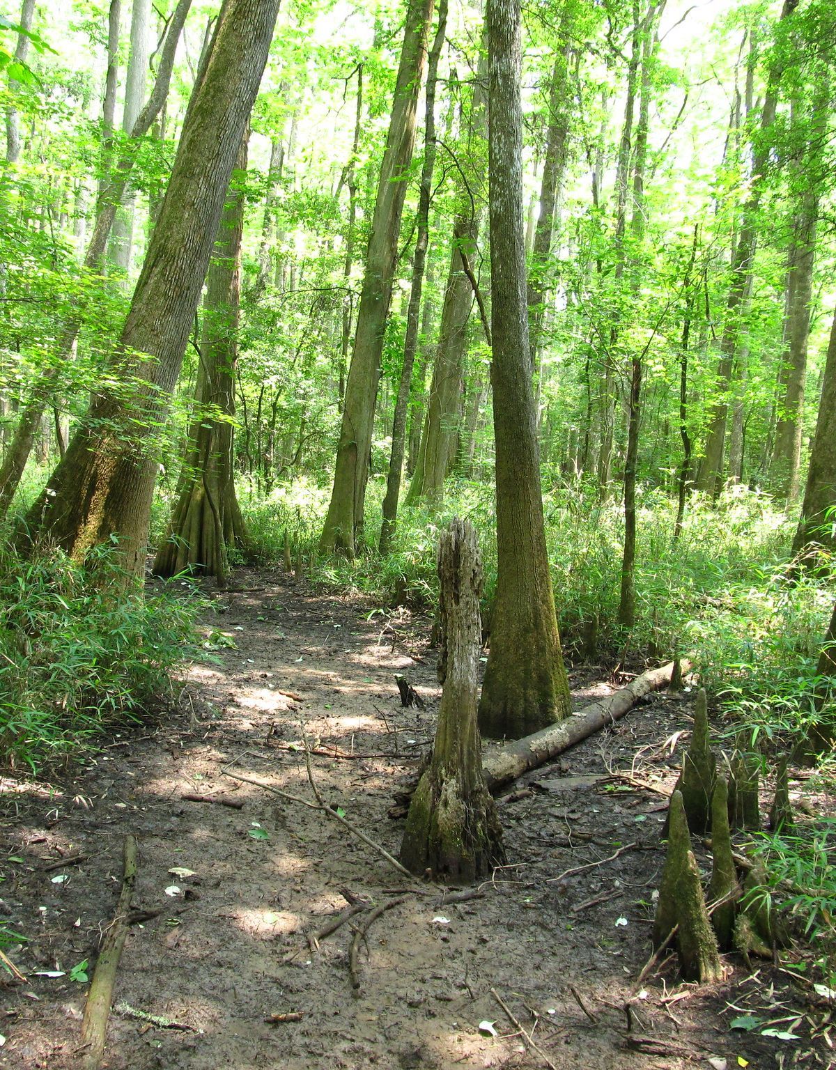 Deep Backcountry: Kingsnake and Oakridge Trails, Congaree National Park