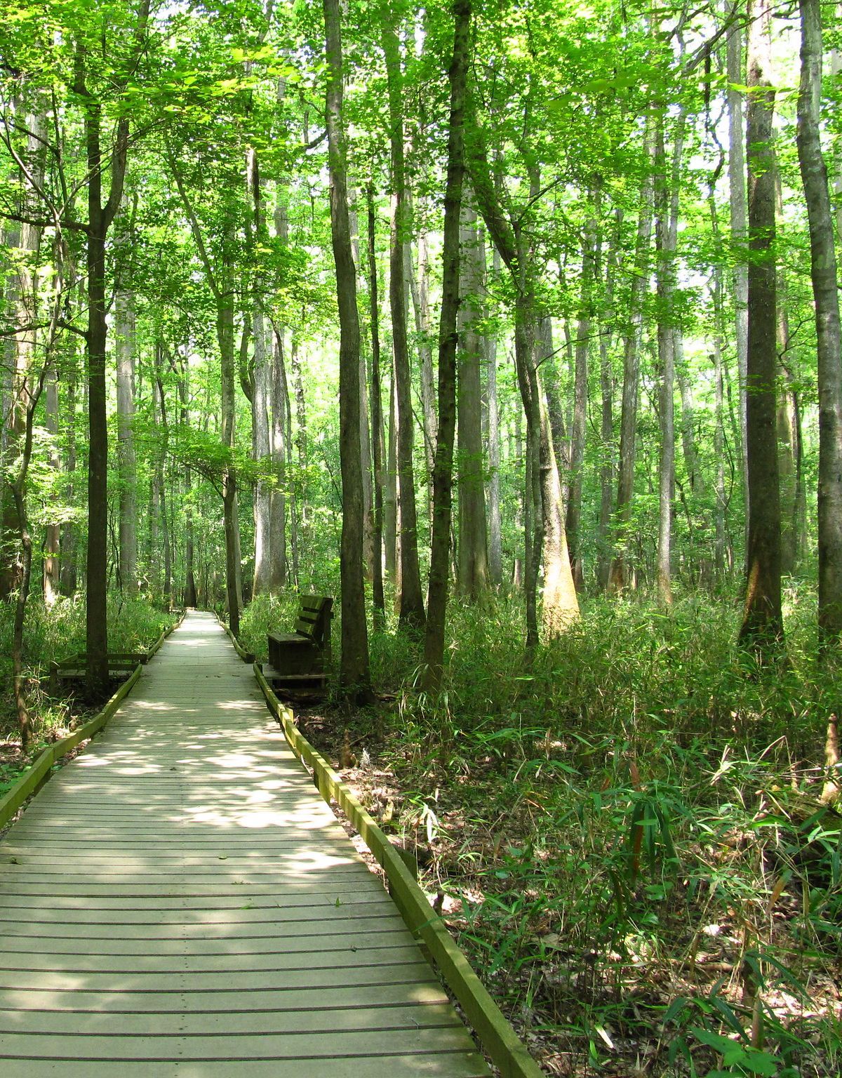 Boardwalk Loop, Congaree National Park