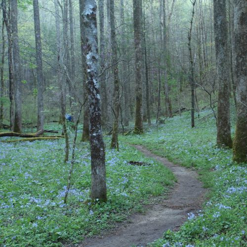Mount Cammerer Trail
