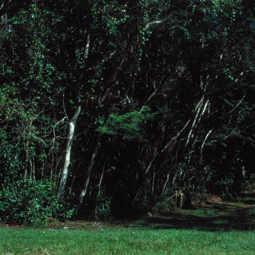 Long Pine Key Trail