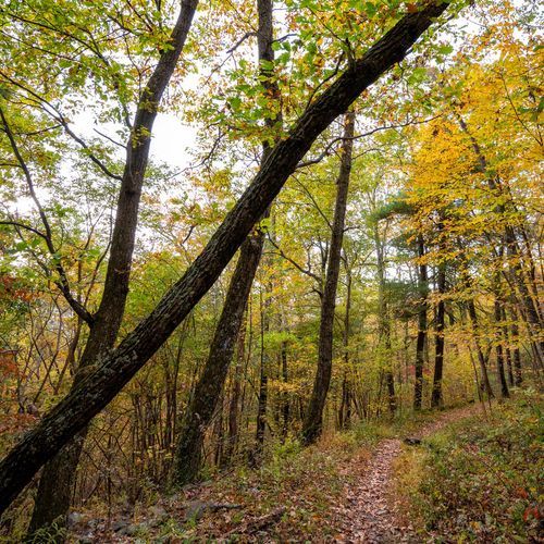 Robertson Mountain Trail
