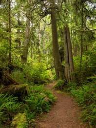 Kalaloch Big Cedar Nature Trail