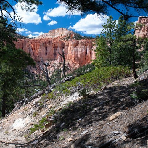 Riggs Spring Loop Trail