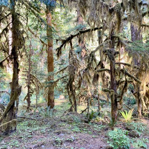 Upper Gray Wolf River Trail