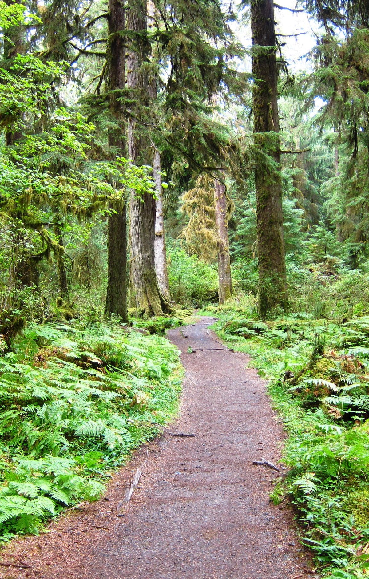 East Fork Quinault River Trail, Olympic National Park