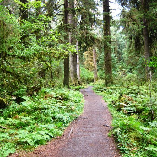East Fork Quinault River Trail