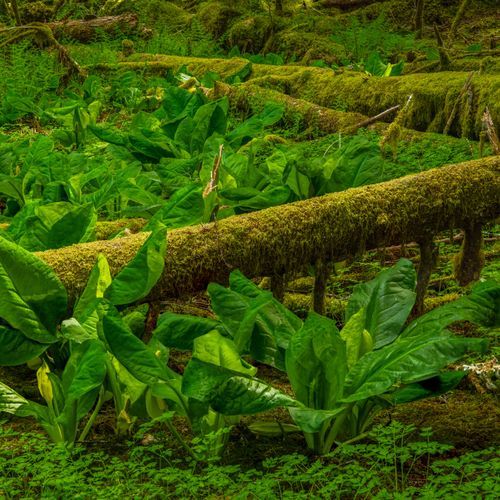 Ancient Groves