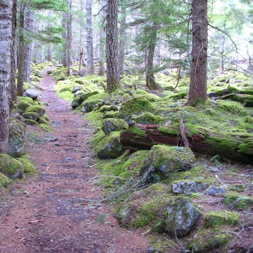 Carbon Glacier Trail