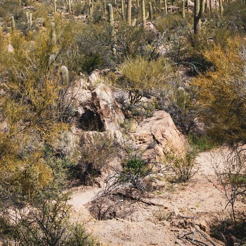 Bajada Wash Trail