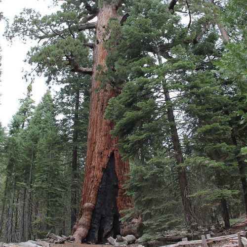 Grizzly Giant