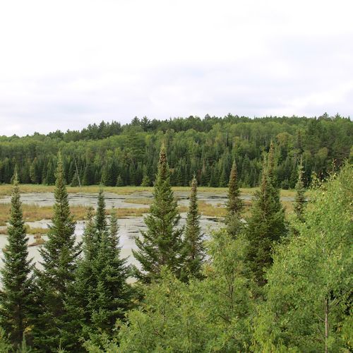 Beaver Pond Overlook Trail