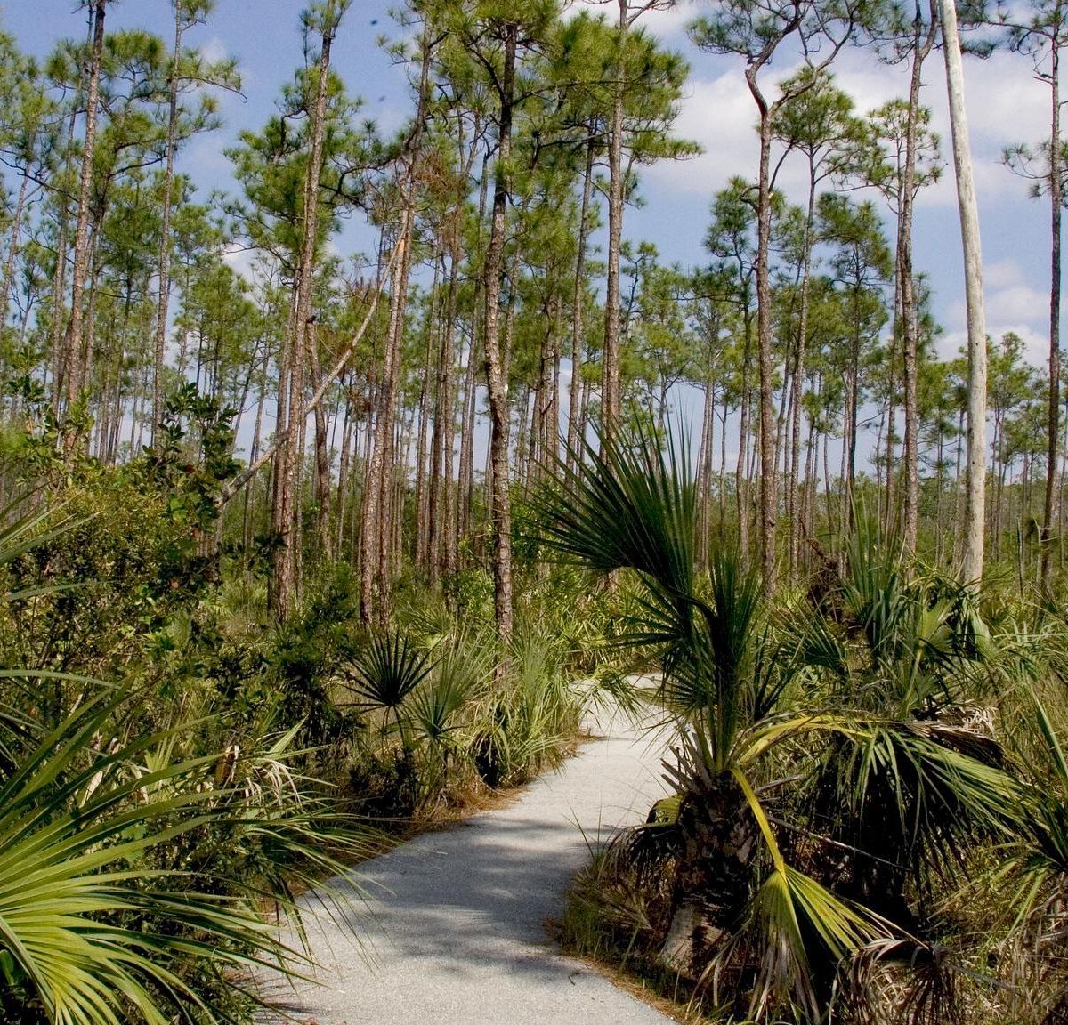 Pinelands and Pa-hay-okee on the Main Park Road, Everglades National Park