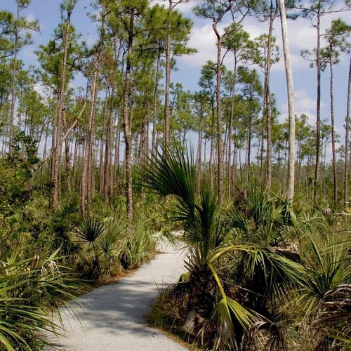 Pinelands Trail