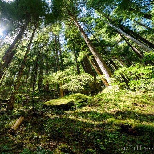 Silver Forest Trail