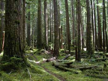 North Fork Sol Duc River Trail