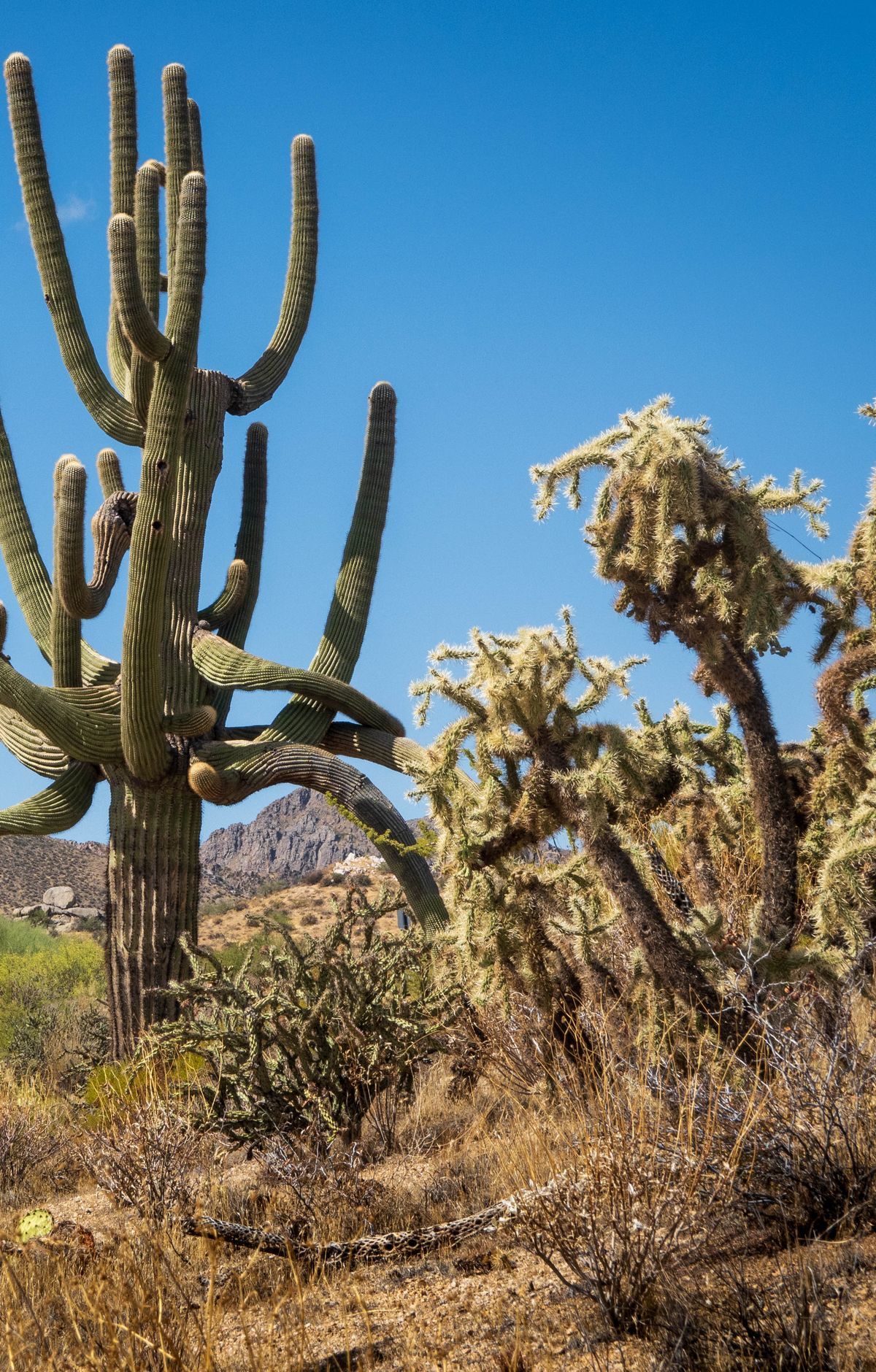 Saguaro Bloom, Fruit and Monsoon Calendar, Saguaro National Park