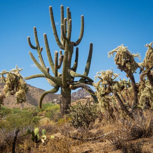 Cholla Trail