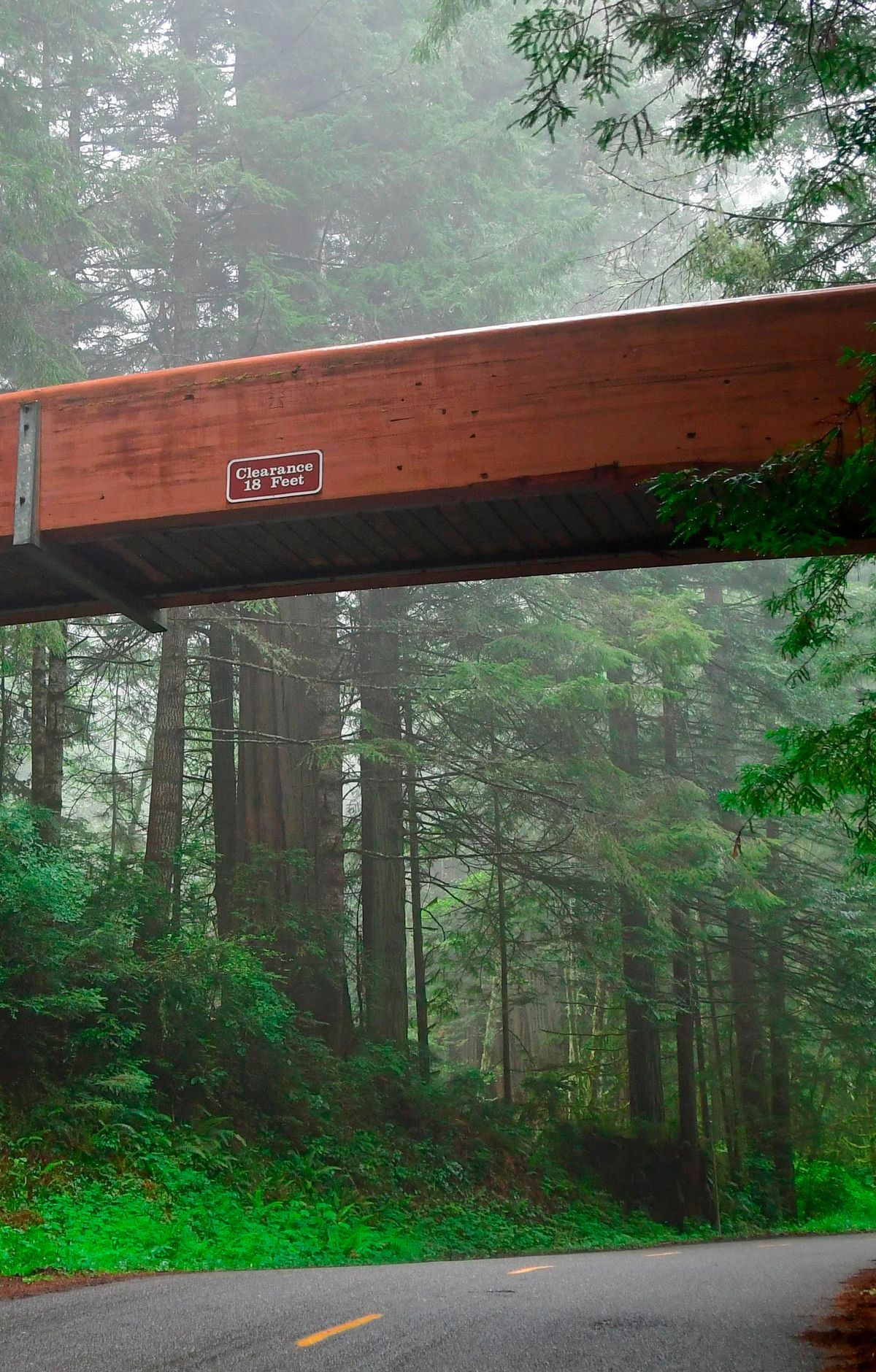 Lady Bird Grove Trail, Redwood National and State Parks