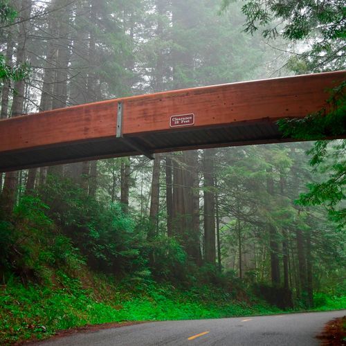 Lady Bird Grove Trail