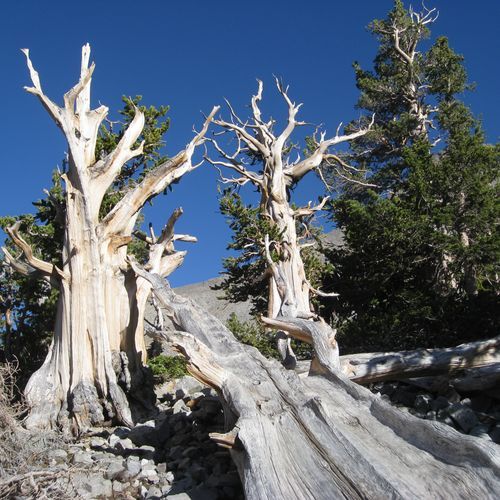 Bristlecone Pine Trail
