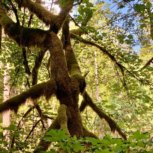 South Fork Skokomish River Trail