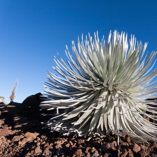 Silversword Loop