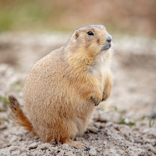 Roberts Prairie Dog Town